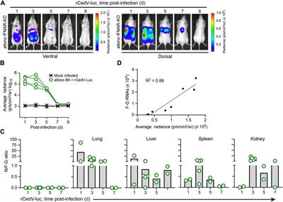 An in vivo BSL-2 model for henipavirus infection based on bioluminescence imaging of recombinant Cedar virus replication in mice